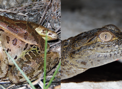 Anfibios y reptiles en el mundo maya