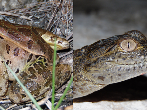 Anfibios y reptiles en el mundo maya