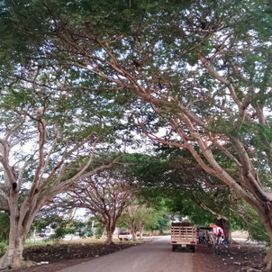 Actualidad y expectativas a futuro sobre la citricultura en Dzán, Yucatán (3/3)