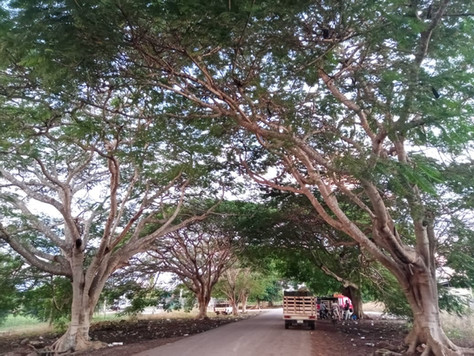 Actualidad y expectativas a futuro sobre la citricultura en Dzán, Yucatán (3/3)