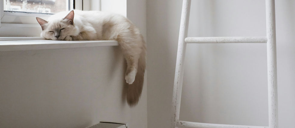 Eine Katze ruht sich auf den Fenstersims aus während ihre Menschen auf den mobilen Tierarzt warten.