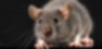 ree