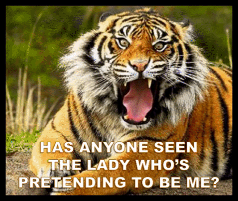 Tiger Vicki