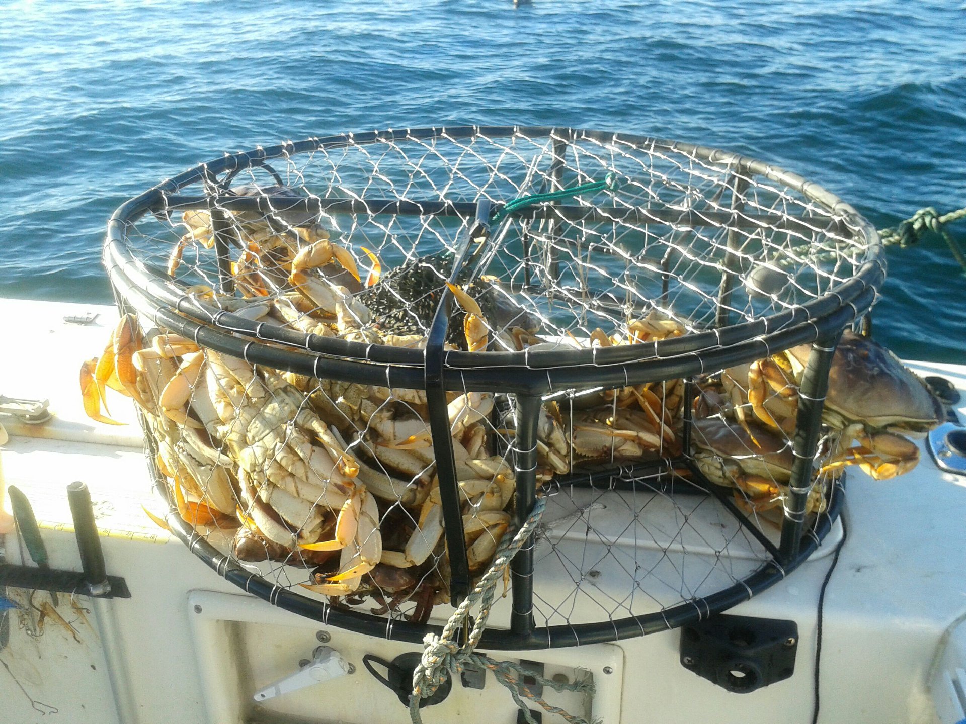 Fishing Trips Reel Magic Sport Fishing Charters Bodega Bay, CA