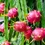 Thumbnail: THANH LONG SẤY THĂNG HOA - DRAGON FRUIT FREEZE DRIED