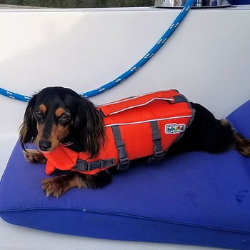 "Sailor" the wiener dog, our company mas