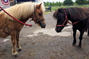 Mini Shetty Zuwachs im RVB