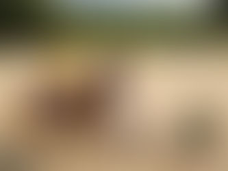 Fotos online - Sommerfest & WBO Turnier