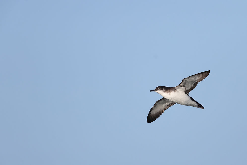 Puffin des Anglais Armel Deniau 110824 01_edited.jpg