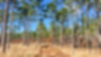 trees