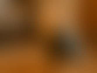 Vêtements Pour Chats Comment Choisir La Bonne Taille