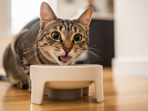 Choisir Une Gamelle Pour Chat Pour Son Bien-Être Félin