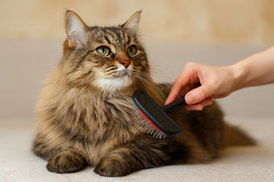 Brosse Pour Chat : À Quelle Fréquence Faut-Il Brosser Votre Félin ?