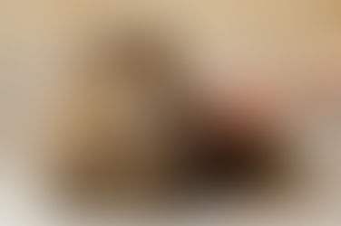 Brosse Pour Chat : À Quelle Fréquence Faut-Il Brosser Votre Félin ?