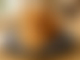 Coussin Pour Chat : 7 Astuces Pour Le Rendre Irrésistible