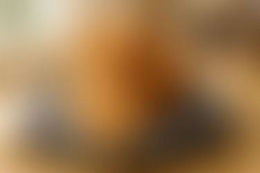 Coussin Pour Chat : 7 Astuces Pour Le Rendre Irrésistible