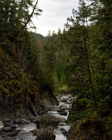 Evergreen trees stand over the Sooke river flowing down a set of rapids 