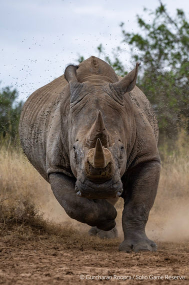 Gurcharan Roopra, Solio Game Reserve