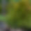 Thumbnail: Green Giant Arborvitae