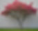 Pink or White Dogwood (8-10 Feet Tall)