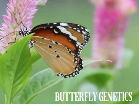 Butterfly Genetics