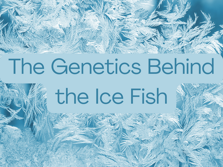 The Genetics Behind the Ice Fish
