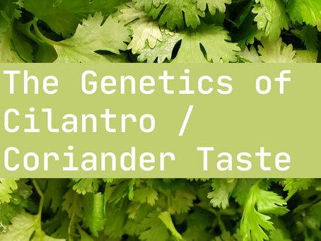 Cilantro / Coriander