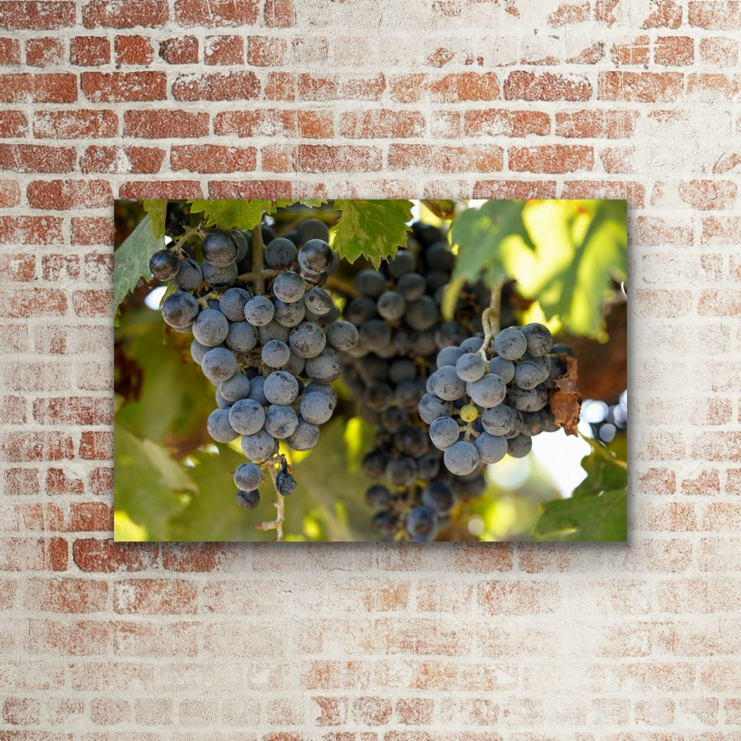 Vineyard Digital Download Photo Print