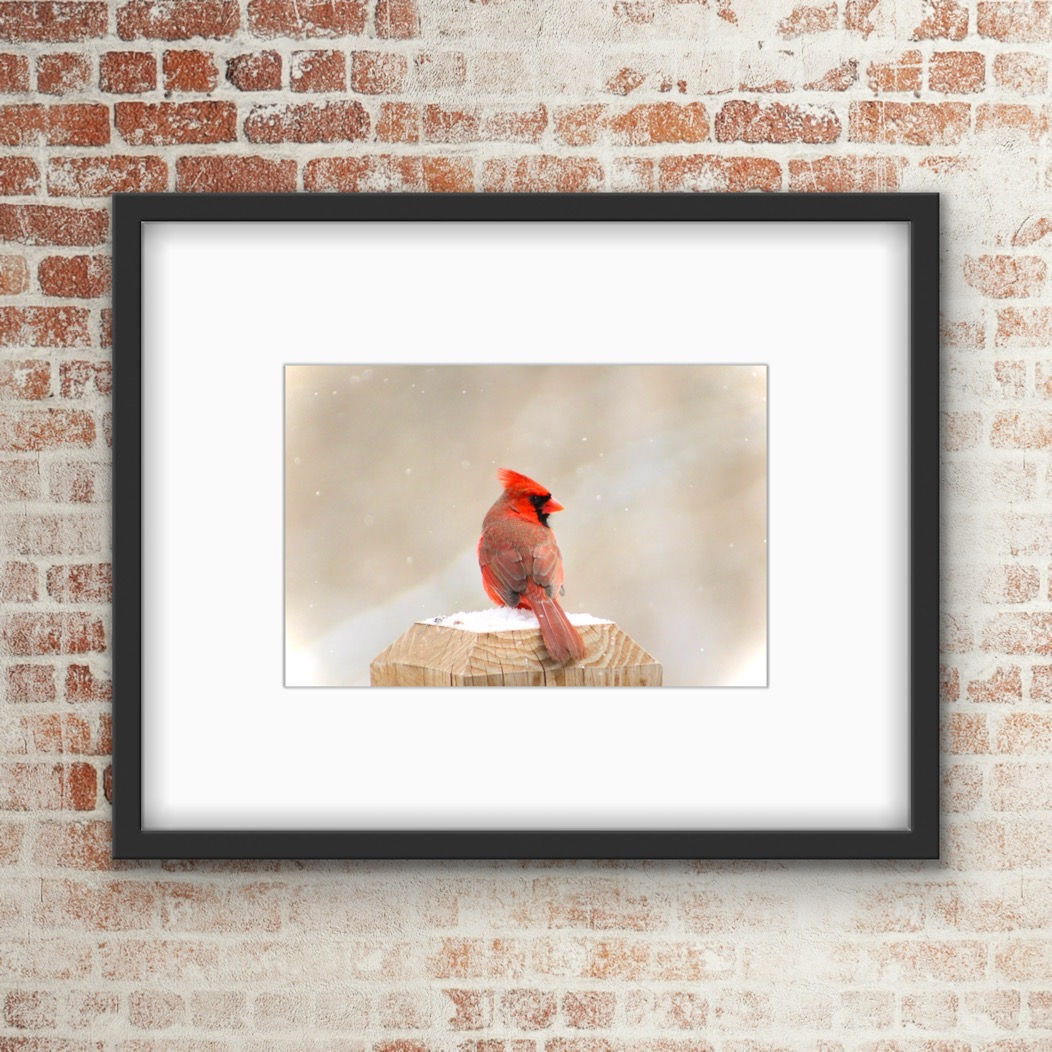 Cardinal Bird Photo Print / Download
