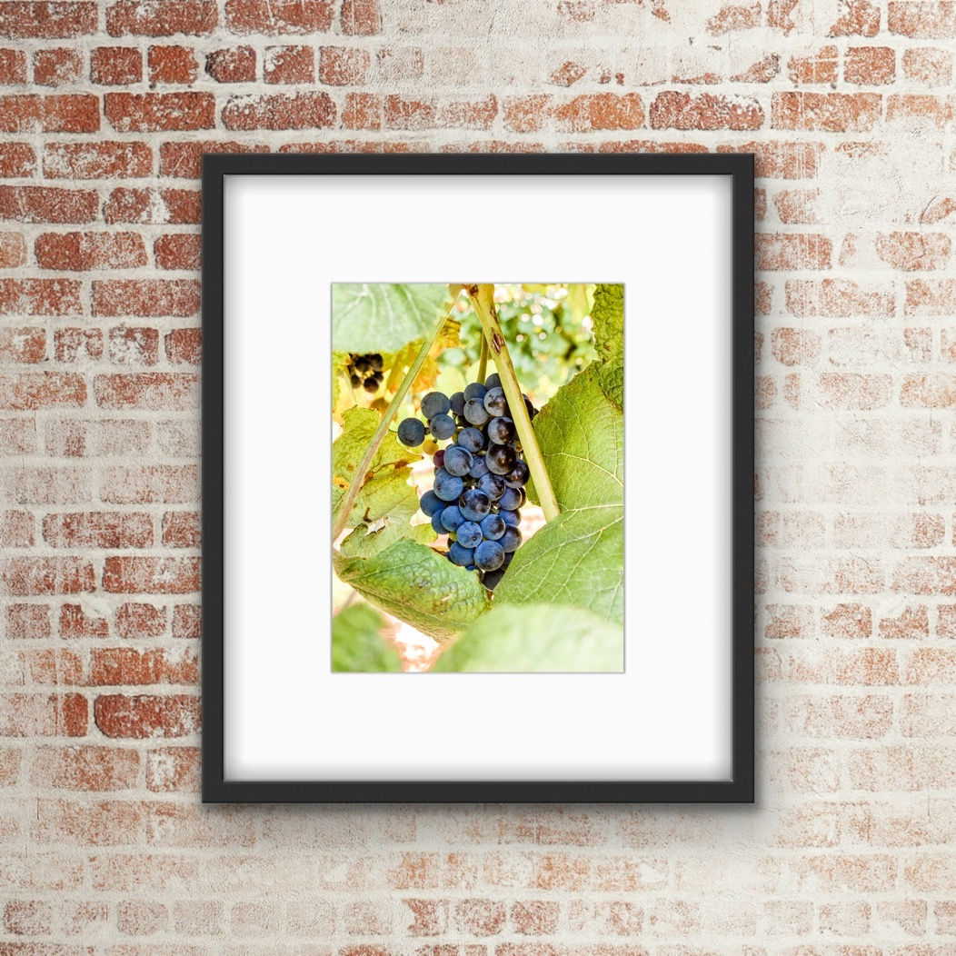 Vineyard Grapes Photo Print / Download
