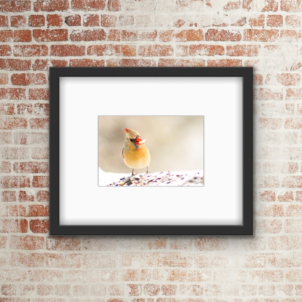 Cardinal Bird Photo Download