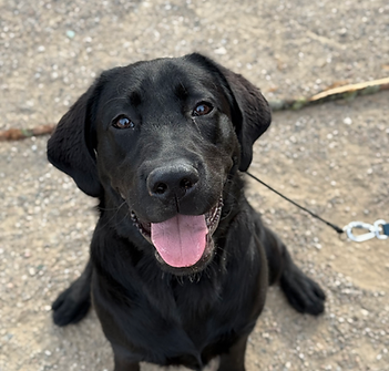 Labrador sitting ready for a treat