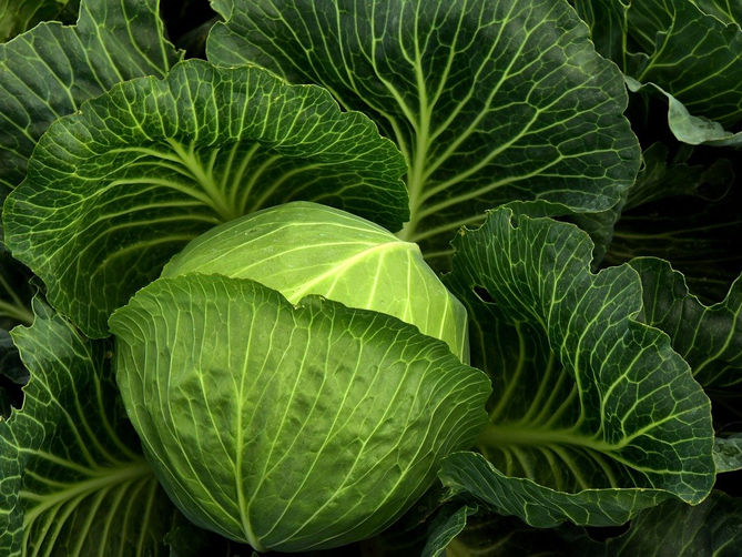 Fall Planting Guide For South Central Texas Gardens