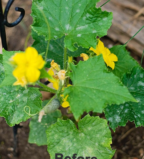 Fight Powdery Mildew with Milk!