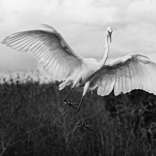 Wildlife