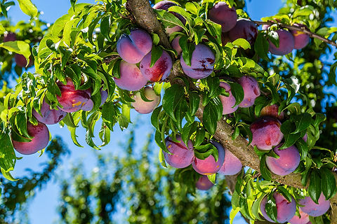 Pruimenbomen