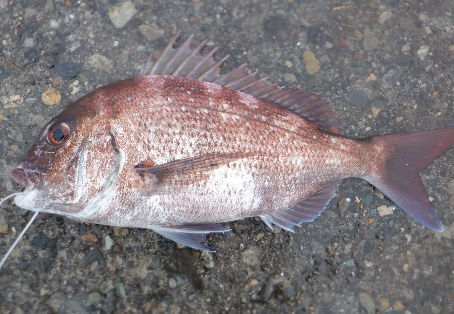 7月9日(日)釣果情報