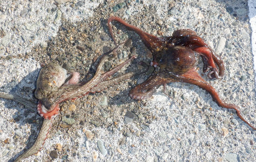 本日は400~700mで多数!