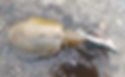ree