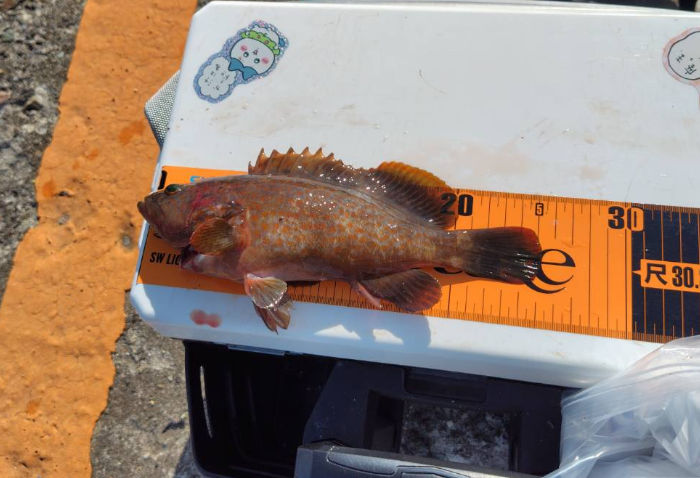 さばいたアラは湯洗いしてから潮汁、お吸い物にすると上品な味わいでオススメ