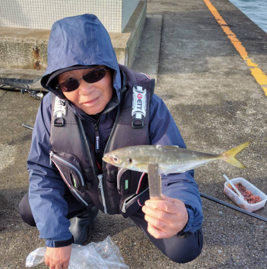 先端29㎝のアジ、サビキ釣りにヒット