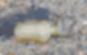 ree