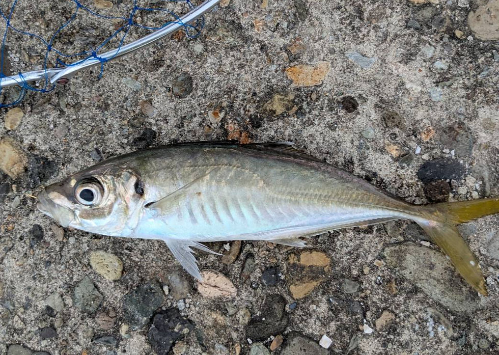 型の良いアジが釣れ始めました。
