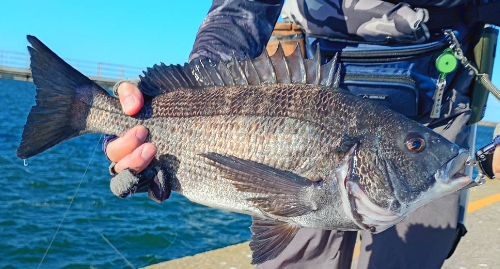 夏のクロダイ釣りで一番結果が出るのが早い落とし込み!46㎝の良型です。