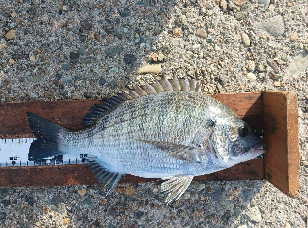 クロダイ33㎝、390m男鹿側、ダンゴ釣り