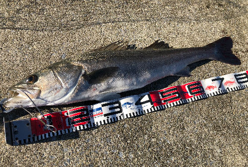 79㎝ 790mセリオン側