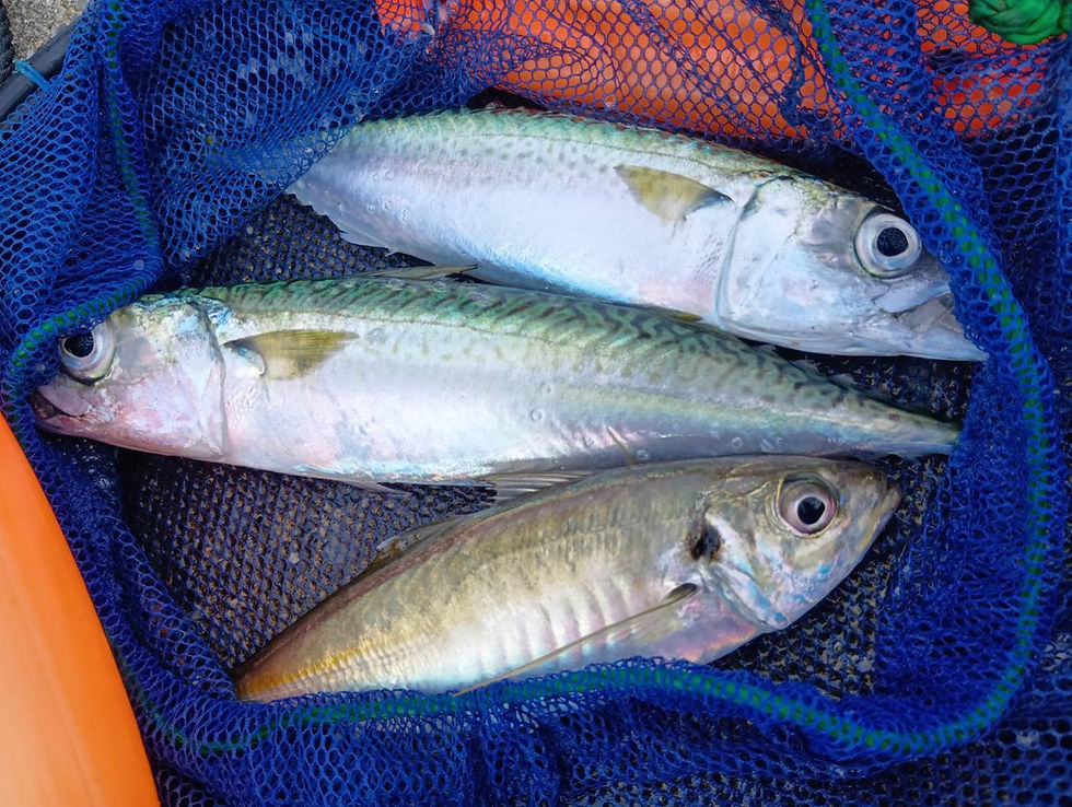9月13日(日) 釣果情報