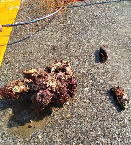 先端で泳がせ釣りに掛かった貝!竿が折れるくらい曲がっていたそうです(>_<)