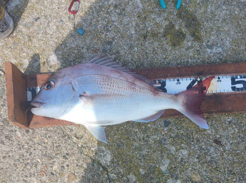 44㎝ 430m男鹿側 ブッ込み釣り