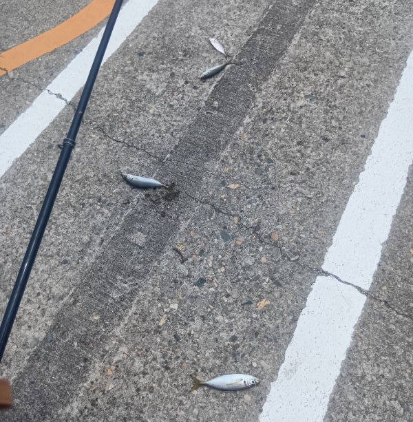 真昼間に4匹一荷釣り！